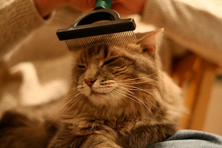 Homeopathie Pour Chat Qui S'arrache Les Poils